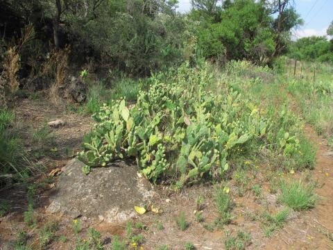 Opuntia stricta - spiny type, from Okavango floodplain