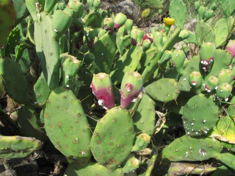 Opuntia stricta - spiny type, from Okavango floodplain