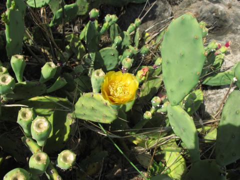 Opuntia stricta - spiny type, from Okavango floodplain