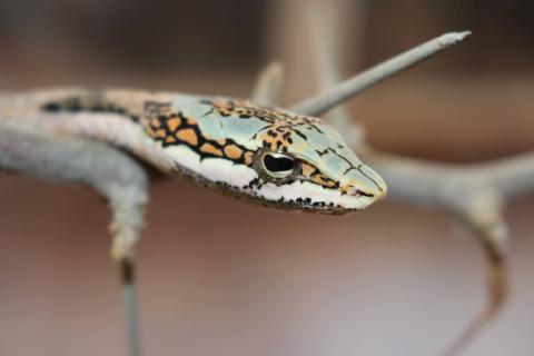 Oates' Twig or Vine Snake