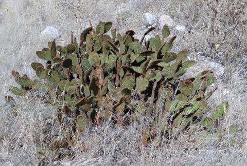 Opuntia rufida