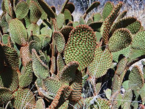 Opuntia rufida