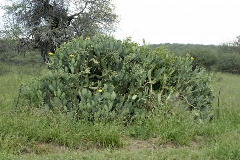 Opuntia stricta