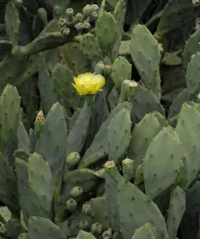 Opuntia stricta