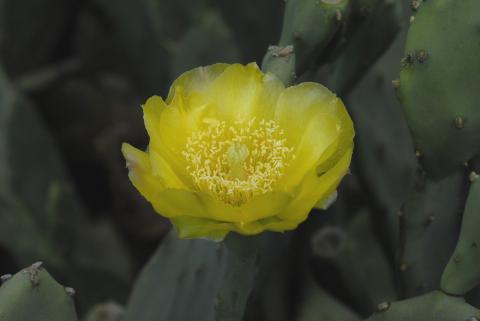 Opuntia stricta