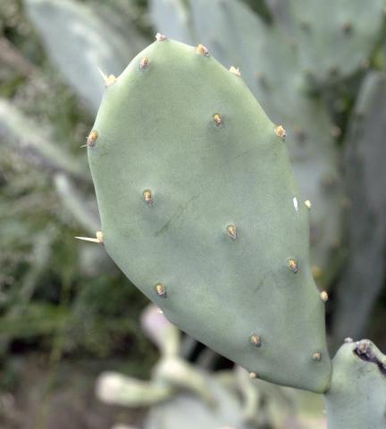Opuntia stricta