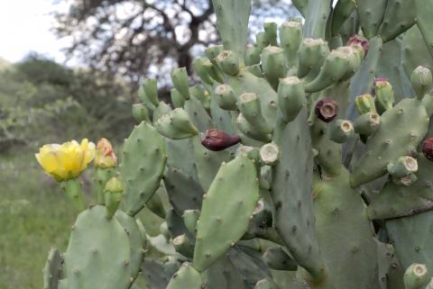 Opuntia stricta