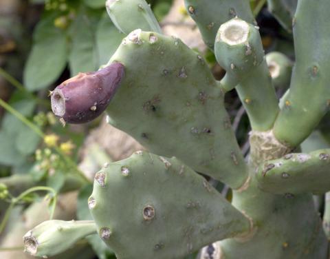 Opuntia stricta