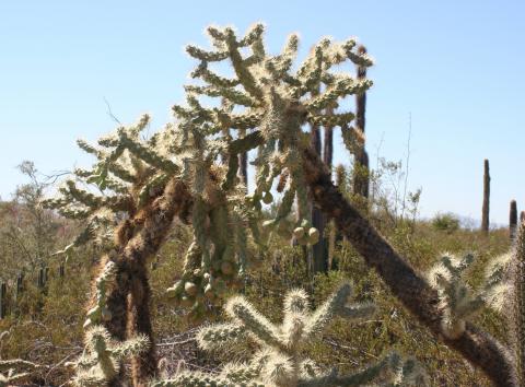 Cylindropuntia fulgida var. mamillata