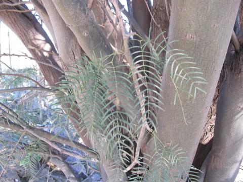 Prosopis chilensis