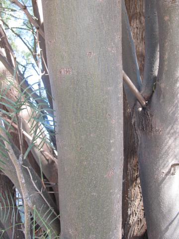 Prosopis chilensis