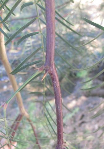 Prosopis chilensis