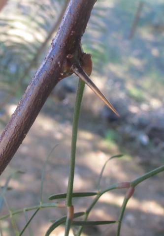 Prosopis chilensis
