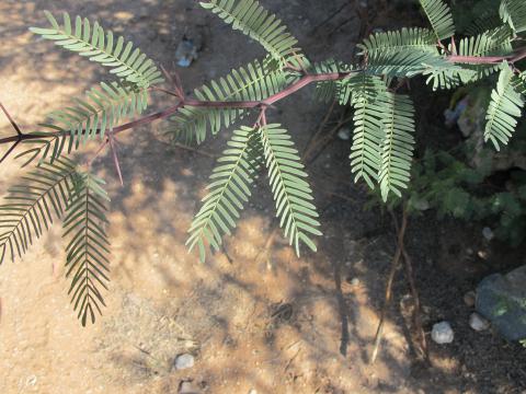 Prosopis glandulosa