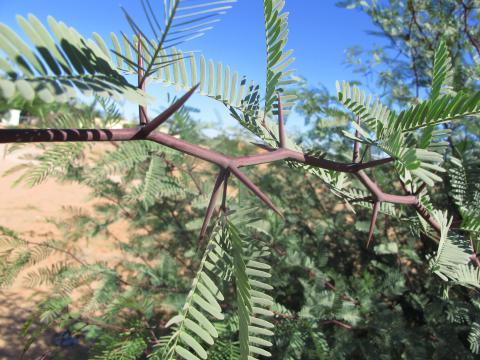 Prosopis glandulosa