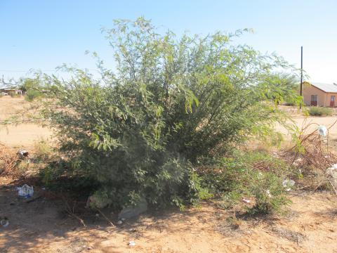 Prosopis glandulosa