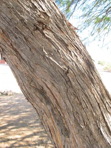 Prosopis glandulosa