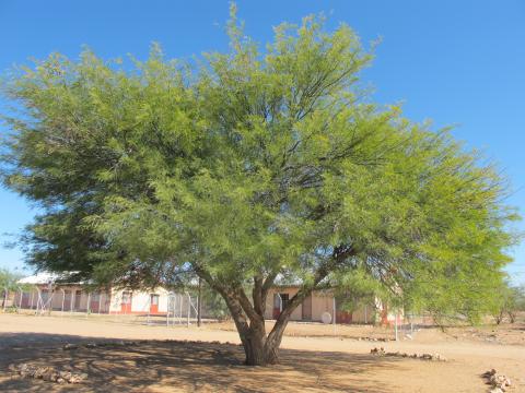 Prosopis glandulosa