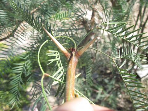 Prosopis glandulosa