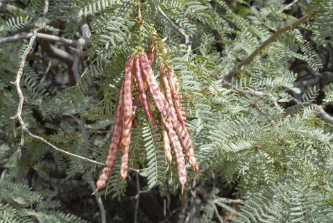 Prosopis glandulosa