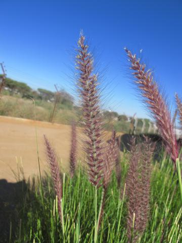 Pennisetum setaceum