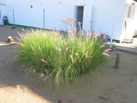 Pennisetum setaceum