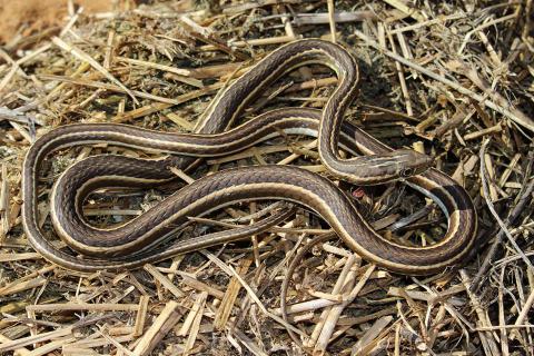 Fork-marked Sand Snake