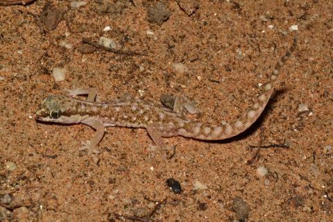 Gecko, Speckled