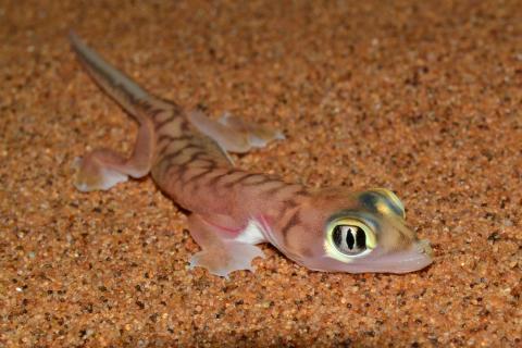 Gecko, Namib Web-footed