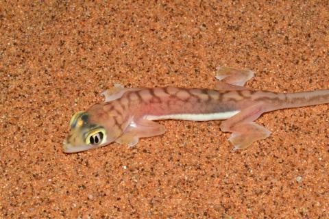 Gecko, Namib Web-footed