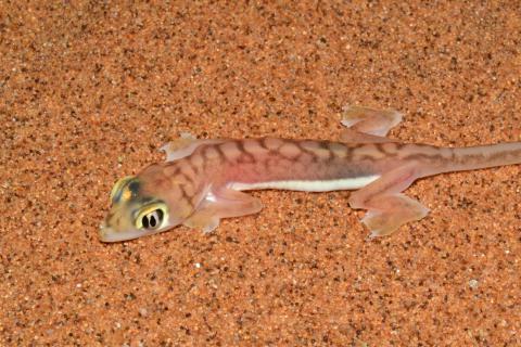Gecko, Namib Web-footed