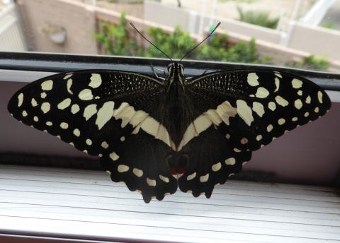 Papilio demodocus