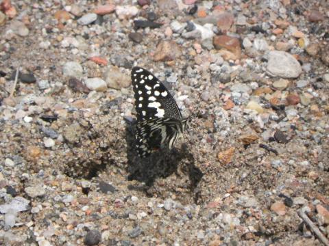 Papilio demodocus