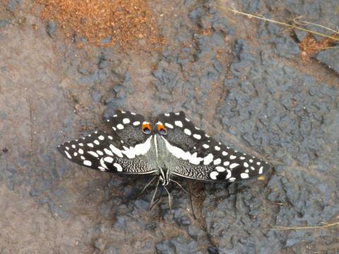 Papilio demodocus