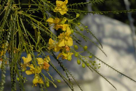 Parkinsonia aculeata