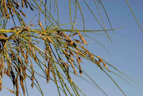 Parkinsonia aculeata