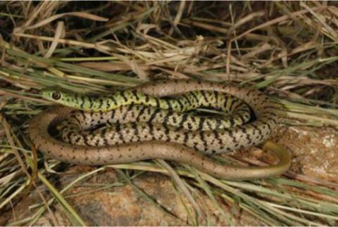 Spotted or Variegated Bush Snake
