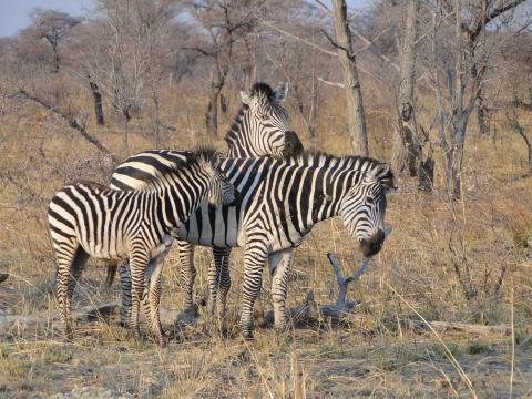 Burchell's zebra