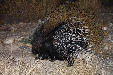 Southern African Porcupine