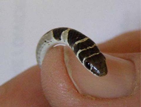 Dwarf Sand Snake