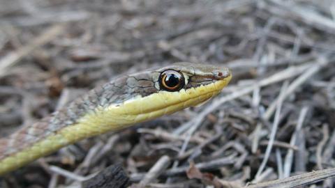 Western Yellow-bellied Sand Snake