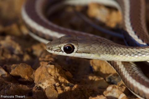 Western Sand Snake
