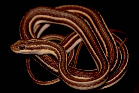 Fork-marked Sand Snake