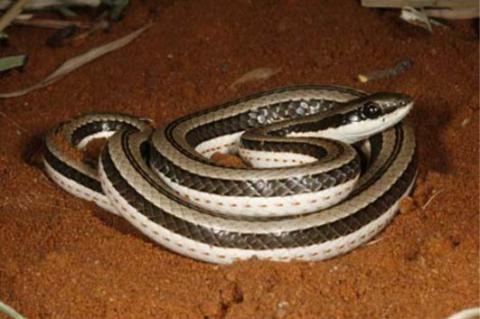 Striped Skaapsteker