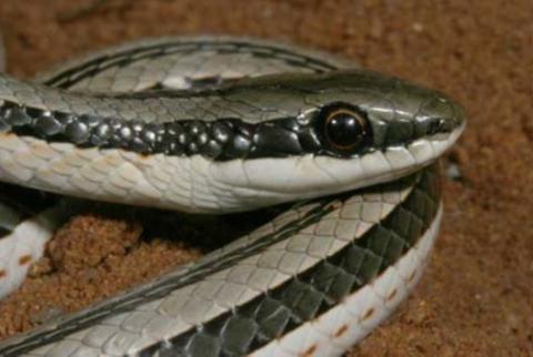 Striped Skaapsteker