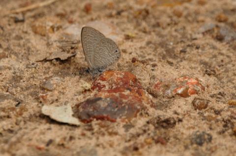 Pseudonacaduba sichela