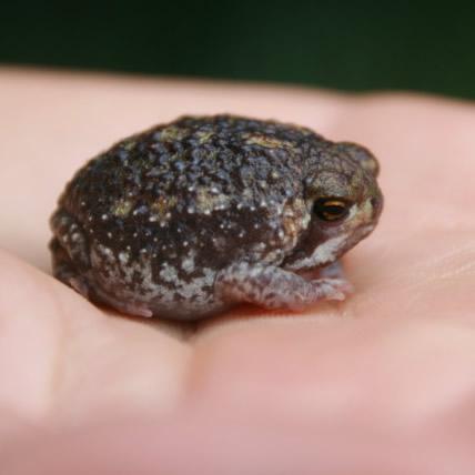 Rain Frog, Bushveld