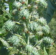 Ricinus communis