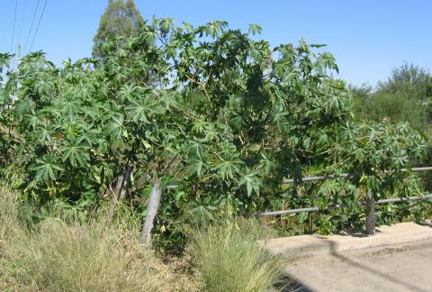 Ricinus communis