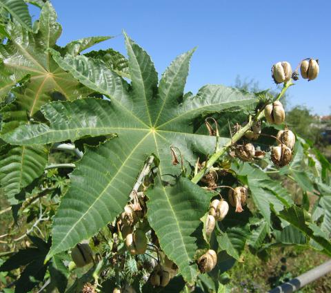 Ricinus communis